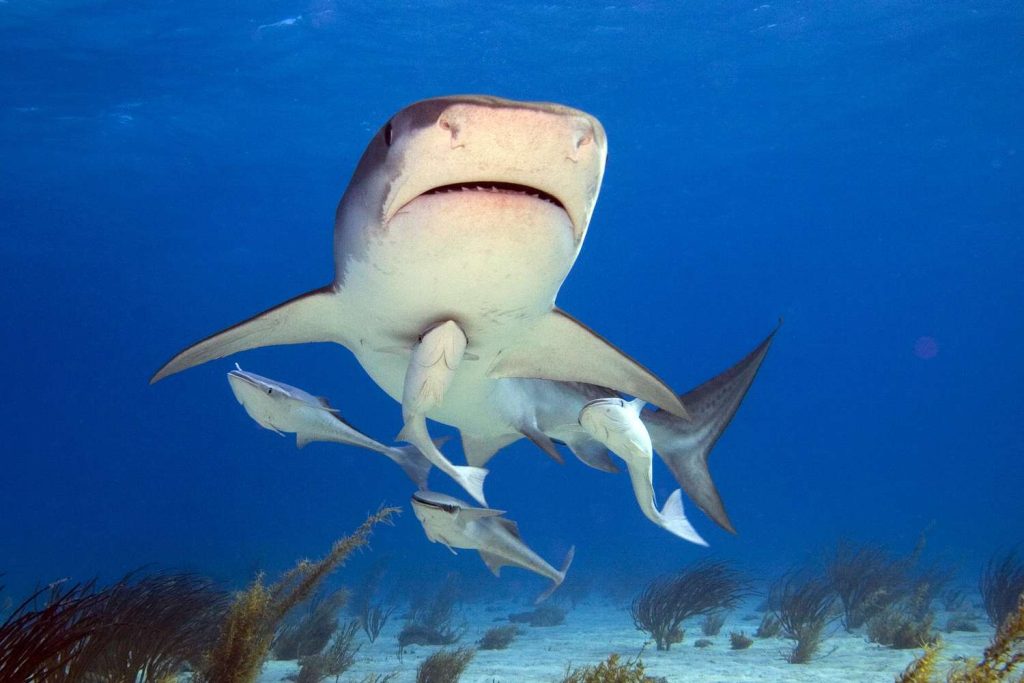Remora and the Shark is an example of a Symbiotic relationship